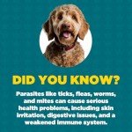 ProDog Natural Tick, Worm & Flea Repellent Supplement