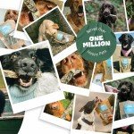 Purest Fish Skin Dog Treats - 100% Natural 200g