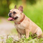 Adjustable Soft Leather Dog Collar for Small Dogs