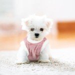 Cozy Fleece Sweater for Small Dogs and Cats