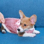 Cozy Fleece Sweater for Small Dogs and Cats