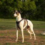 Huntboo Escape Proof Adjustable Dog Harness - Black