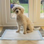 Rex & Roxy 50 Pack Leak-Proof Puppy Pads