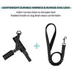 No Pull Small Dog Harness and Lead Set