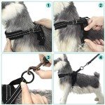 No Pull Small Dog Harness and Lead Set