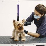 3-Pack Adjustable Dog Grooming Arm Straps