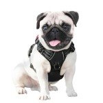 No Pull Adjustable Dog Harness for Small Dogs