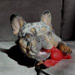 Nylabone Tough Lobster Chew Toy for Extreme Chewers