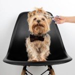 Professional Stainless Steel Dog Grooming Scissors - 6.5