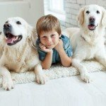 Professional Stainless Steel Dog Grooming Scissors - 6.5