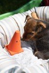 Petface Teri Traffic Cone Latex Dog Toy