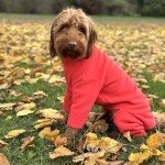 Cozy Coral Fleece Dog Jacket – Small Size
