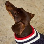Navy Knit Winter Sweater for Small Dogs