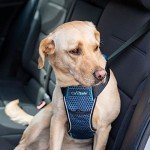 Crash-Tested Dog Safety Harness by Halti
