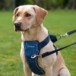 Crash-Tested Dog Safety Harness by Halti