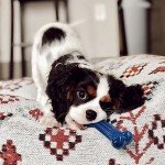 Nylabone Power Chew Value Pack for Small Dogs