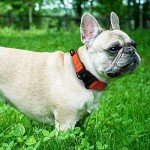 Adjustable Reflective Dog Collar for Small Dogs