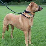 Figure 8 Dog Lead - Anti Pull with Comfort