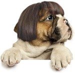 Pet Cosplay Wig for Dogs and Cats