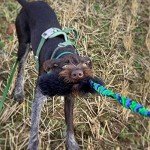 WondaBaa Bungee Tug Toy for Dogs