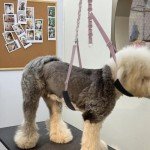 Dog Grooming Belly Straps & Loops - Color 2