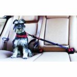 EZYDOG Click Dog Seat Belt for Safe Travels