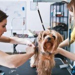 Adjustable Grooming Noose for Dogs and Cats