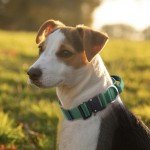 Heavy Duty Adjustable Dog Collar with Handle