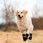 4-Pack Non-Slip Dog Socks with Adjustable Straps