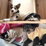 Cozy Breathable Fleece Dog Jumpers for Winter