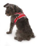 Adjustable Step-In Dog Harness for All Sizes