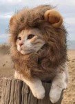 Adorable Lion Mane Wig for Pets and Dogs