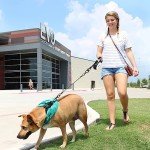 Fiyade Chew-Proof Dog Car Seat Belt - 2 Pack