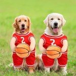 Basketball Dog Costume with Fun Accessory