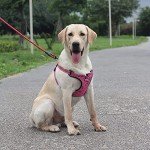 Adjustable No-Pull Dog Harness with Front Clip