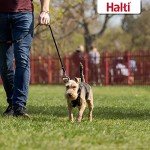 Halti No-Pull Harness for Small Dogs - Black