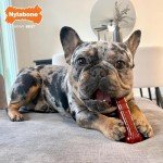 Durable Nylabone Chew Toy for Extreme Chewers