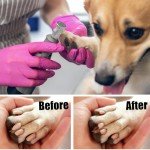 Diamond Nail Grinder Bits for Dogs - 5 Pack