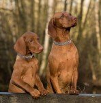 Los Andes Metal Martingale Dog Training Collar