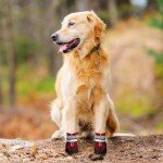 Muecleao Waterproof Dog Boots with Reflective Straps