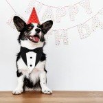 Formal Dog Tuxedo Suit with Bow Tie Collar