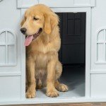 Weather-Resistant Dog House for Large Dogs - Blue