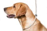Deluxe Natural Gundog Rope Slip Lead for Dogs
