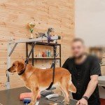 Adjustable Dog Grooming Harness and Restraint Strap