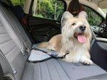 2-Pack Heavy Duty Dog Seat Belts for Car