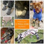 Anti-Slip Dog Socks for Paw Protection
