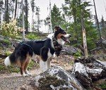 Calming Anxiety Shirt for Dogs - Extra Small