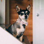 Adjustable Orange Dog Collar with Bow Tie