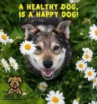 True Dog Boswellia Powder 250g - Joint Support for Pets