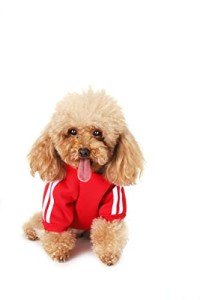 Cozy Dog Hoodie for All Seasons and Sizes
